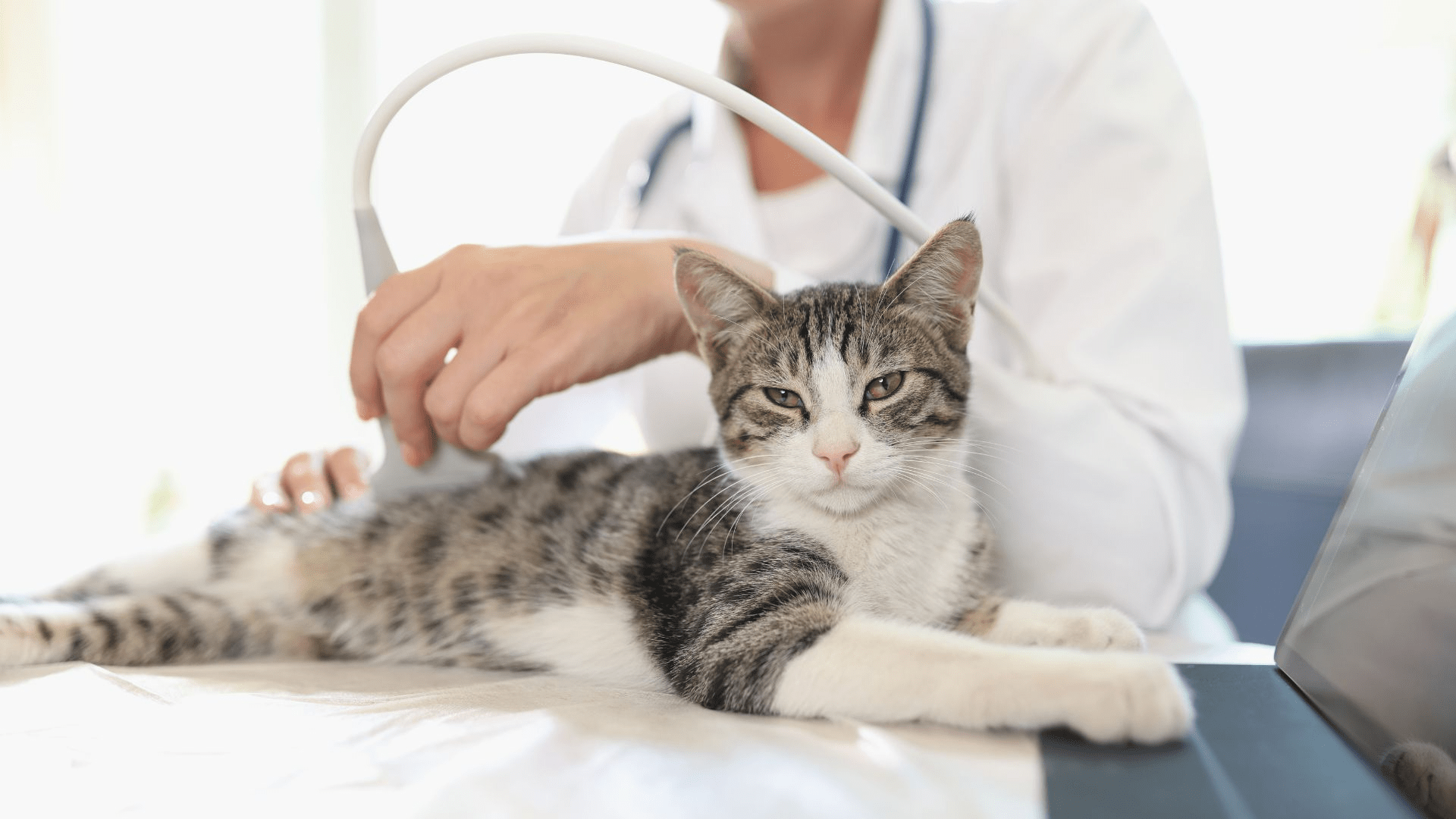 Pet ultrasound in tomball, tx