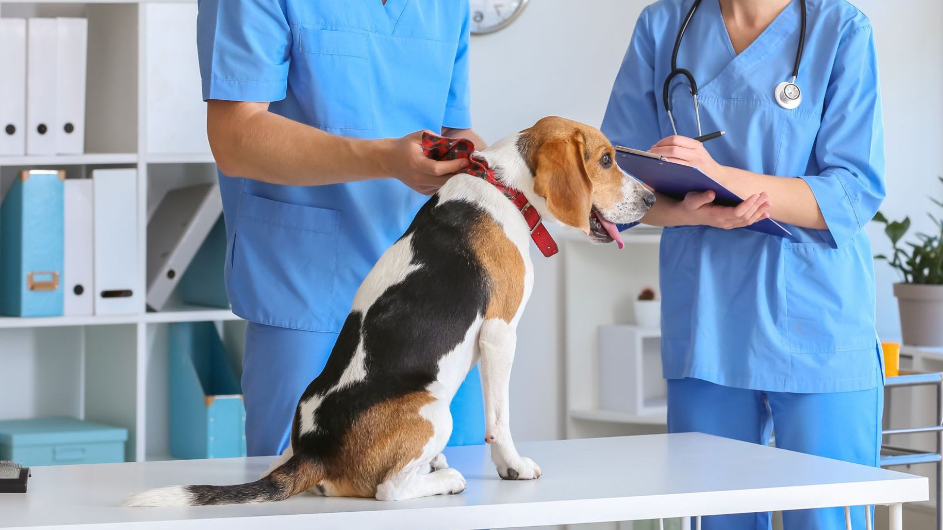 Pet exams and consultations in tomball, tx