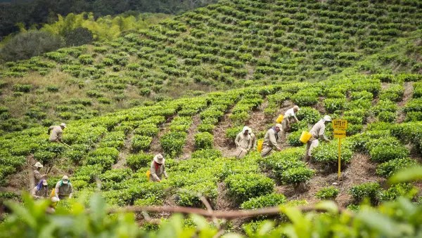 Best Organic Natural Herbal Teas