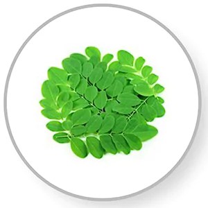 Best Organic Moringa tea recipe