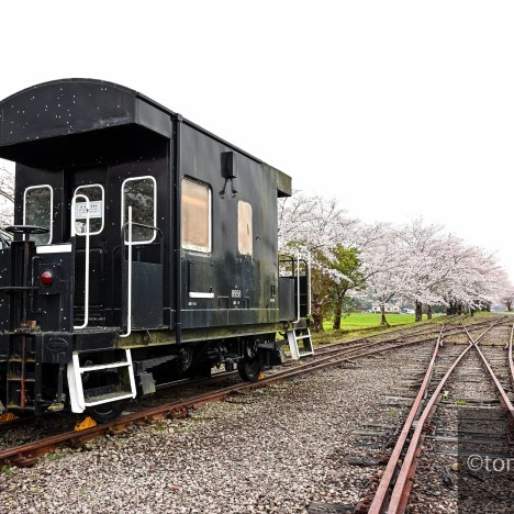 嘉例川駅Ⅲ(嘉例川駅と桜)