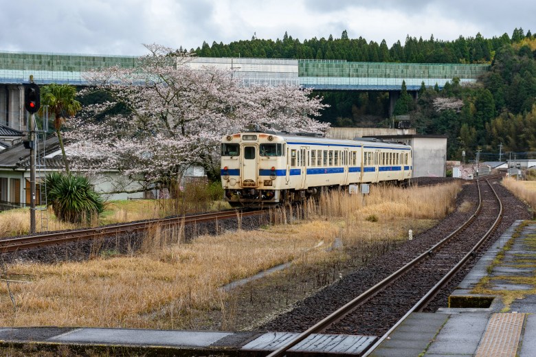 桜に見送られ、隼人駅へ向かいます。