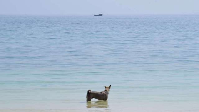 カンボジアのロン島の海と犬