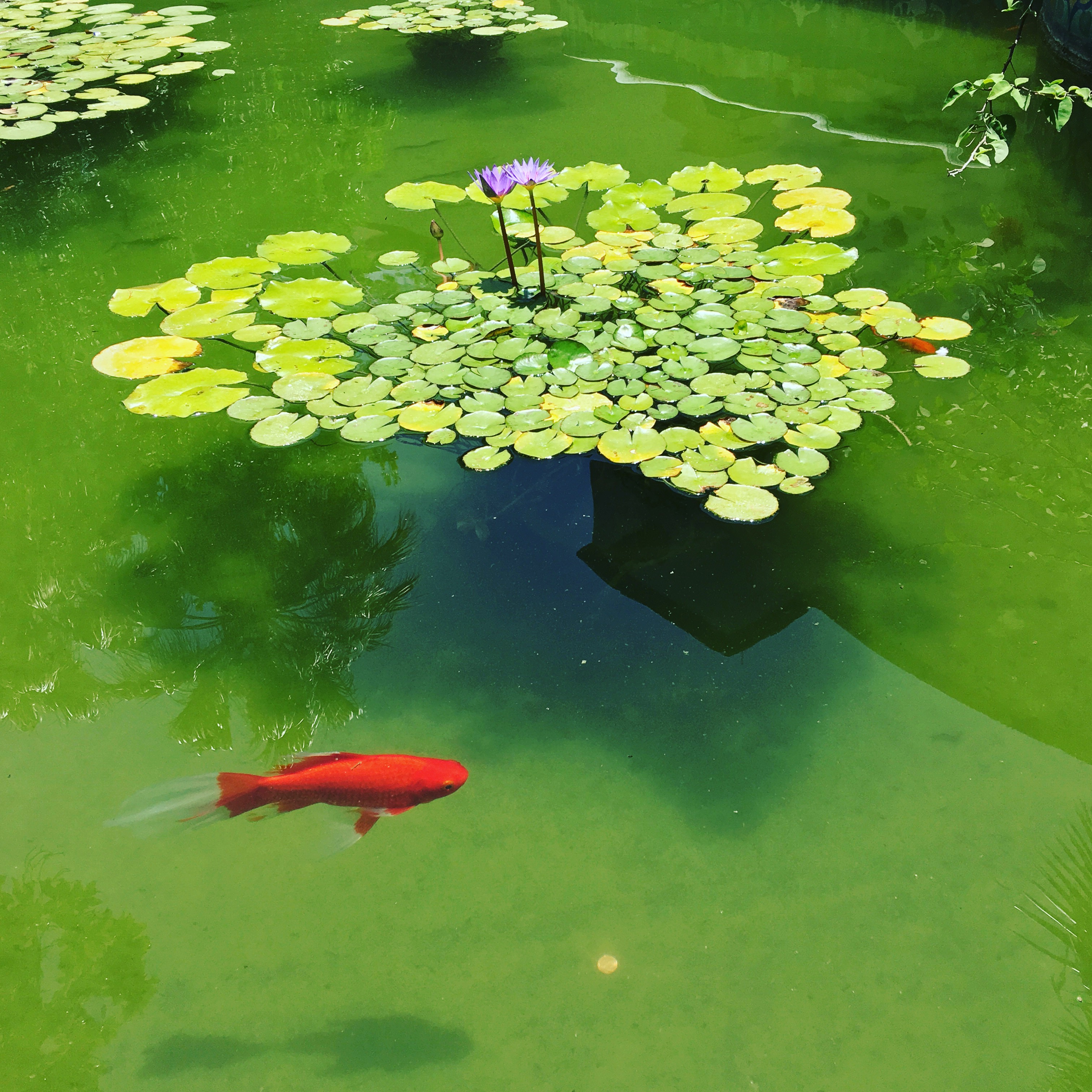 mcnay courtyard fish