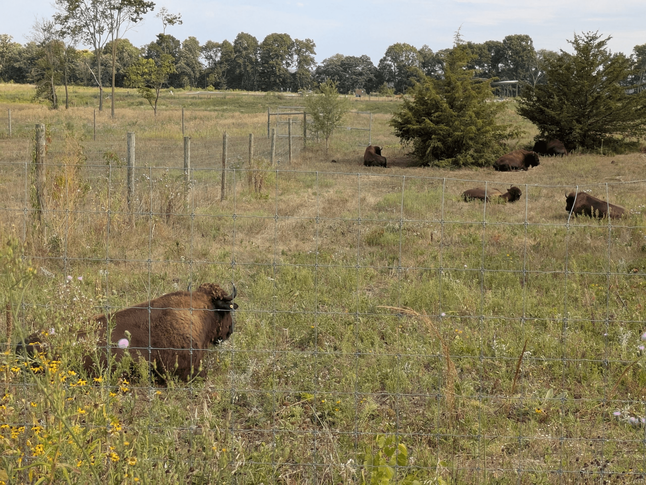 A prominent wire fence in the foreground partially obscures a herd of bison resting and standing in a grassy field dotted with wildflowers, backed by a line of trees under a bright sky.