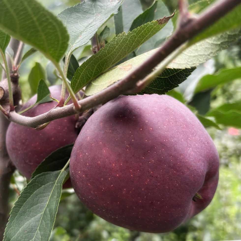 King Roat Red Delicious Apples from Himalayan orchards