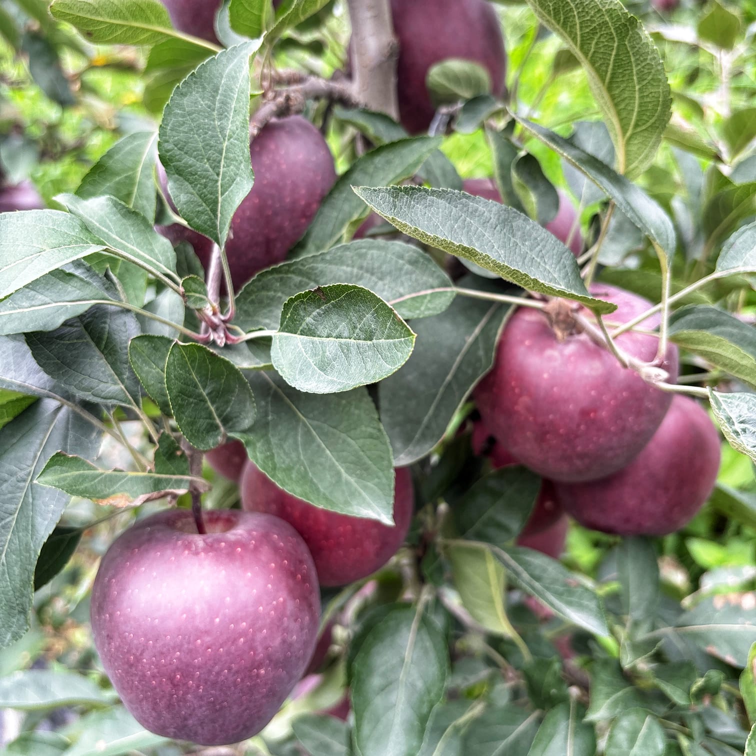 King Roat apples close up