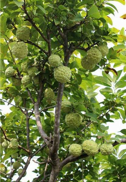 Custard-Apple-Tree.