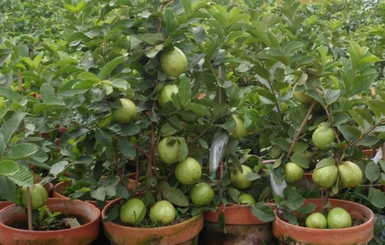 Guava-Growing-in-Pots.
