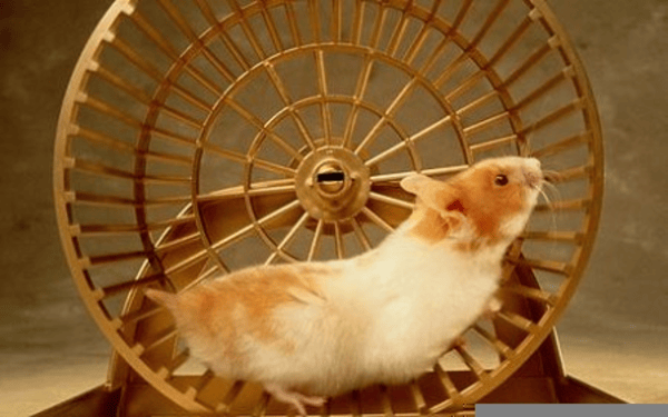 A hamster running on an exercise wheel