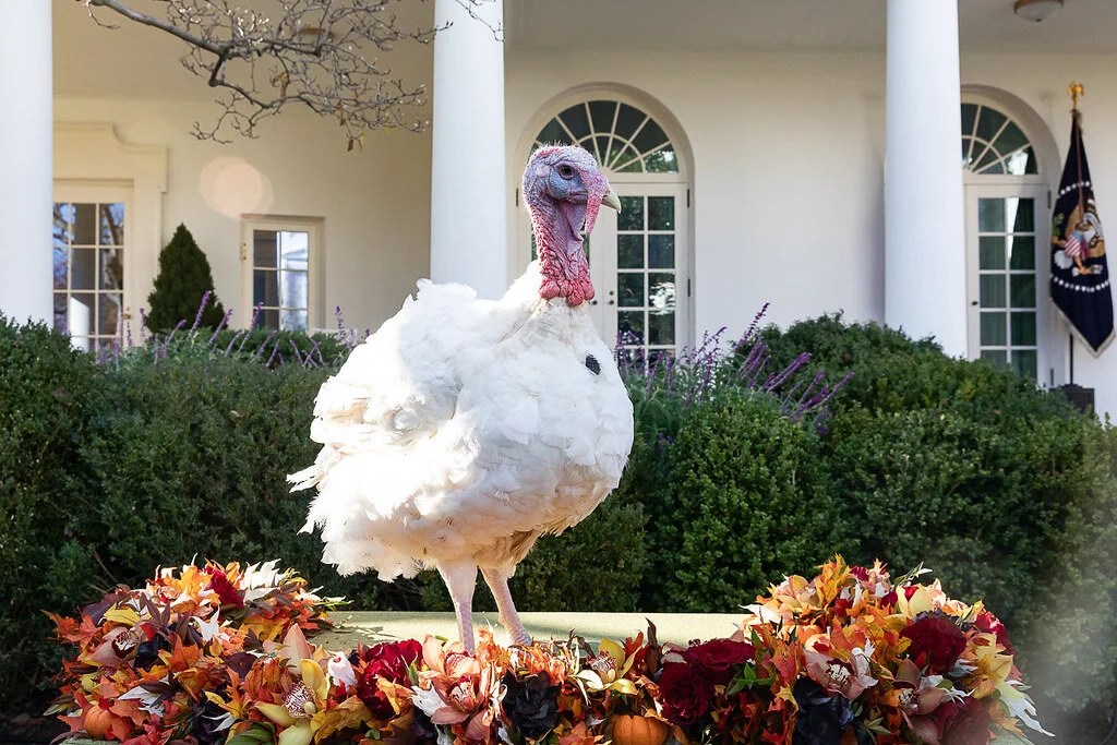 A white turkey standing on a table decorated with autumn flowers outside the White House