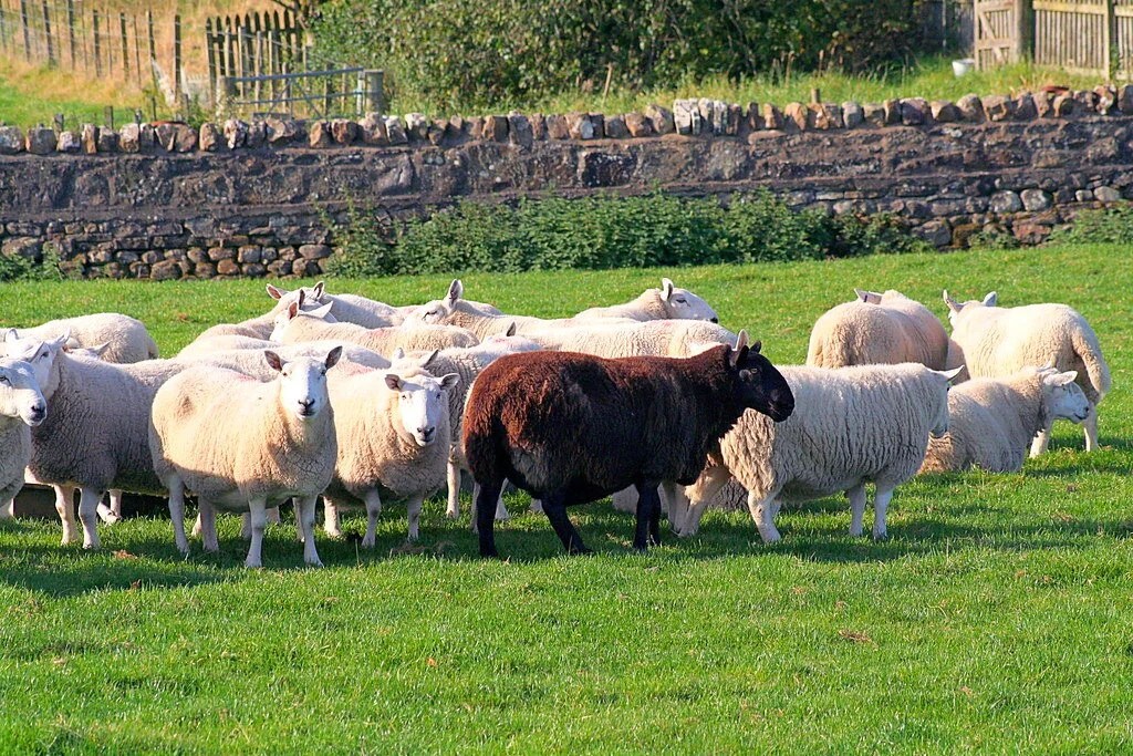A black sheep standing among a flock of white sheep in a pasture