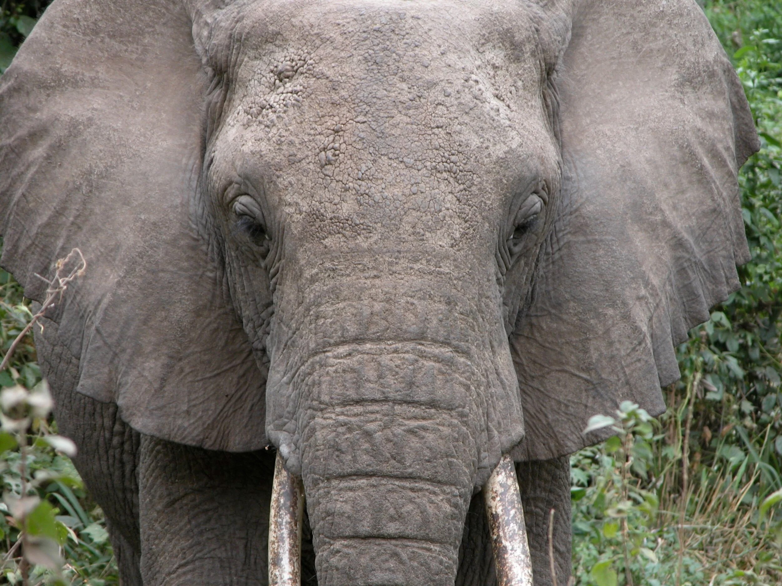 Close-up of an elephant's face and tusks