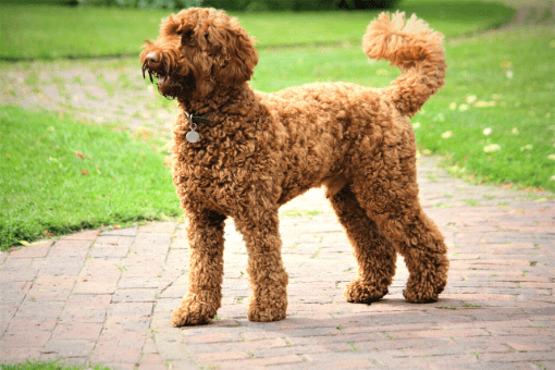 best companion dog for golden retriever