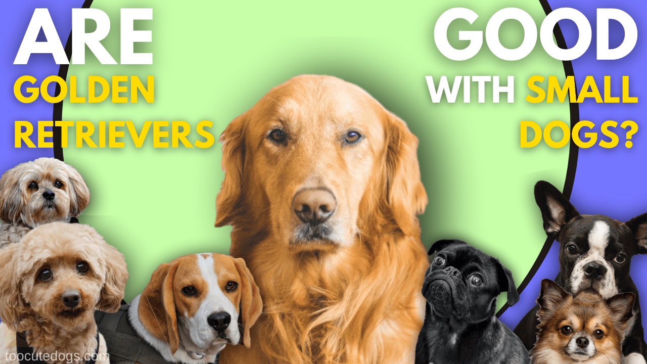 small retriever dogs