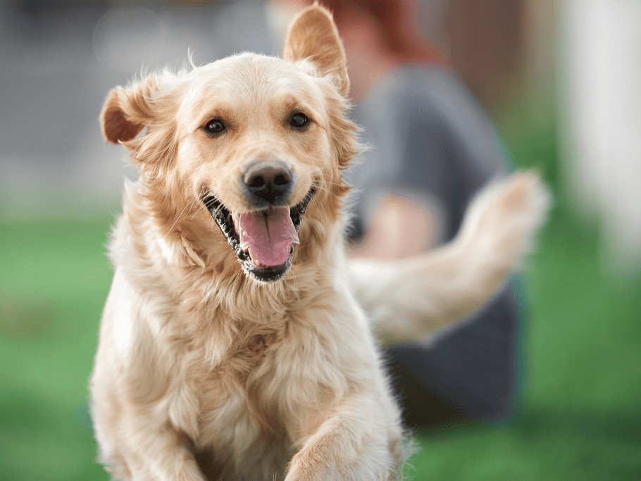 5 Best Joint Supplement For Golden Retrievers (2022) - Golden Retriever Joint Supplements