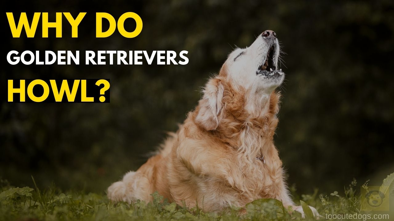 Why Do Golden Retrievers Howl? (Reasons & Solutions)