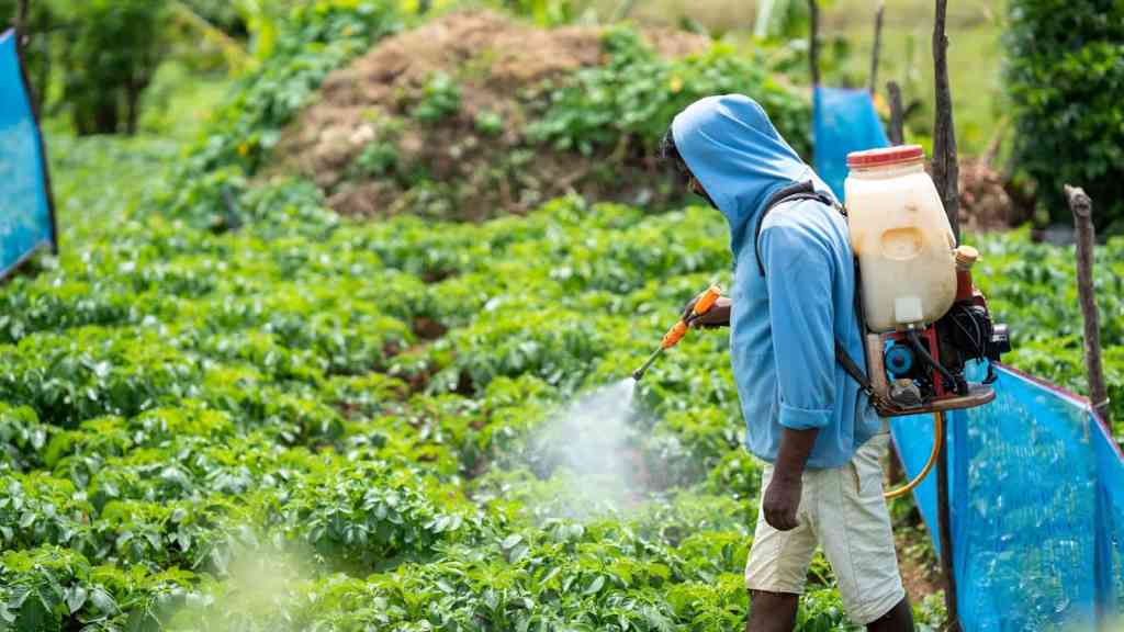 M7 無線背負式噴霧器 DGS-101:高效噴霧器的多功能解決方案 4 A farmer spraying crops in a lush vegetable field in Pattipola, Sri Lanka.