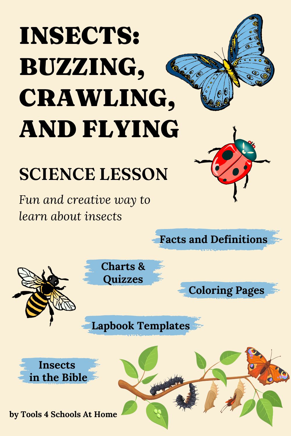 science lesson about insects for elementary