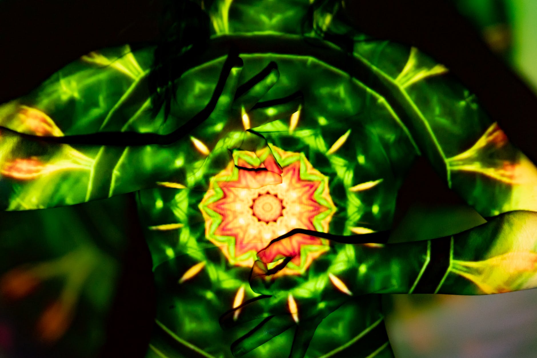 red and yellow flower in bloom