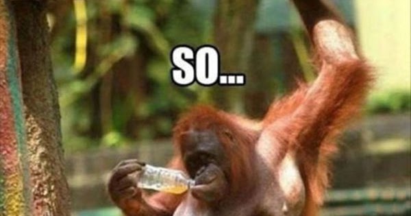 15 Funniest and Most Hilarious Animal Captions On The Internet To Make You Laugh. Funny Animal Captions.
