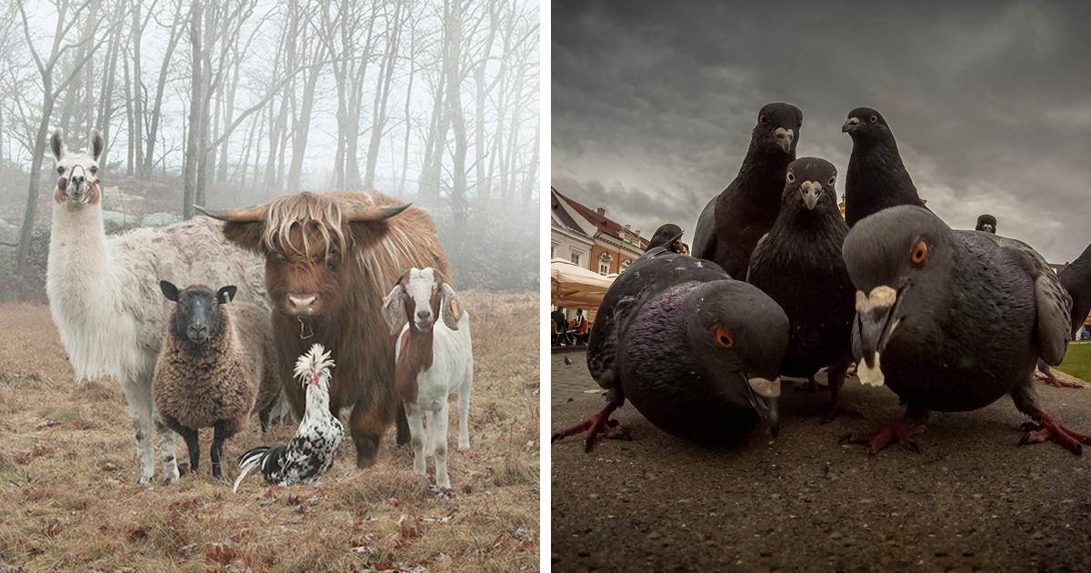 10+ Animals That Look Like They’re About To Drop The Hottest Albums Of The Year – Misc Funny Animals.