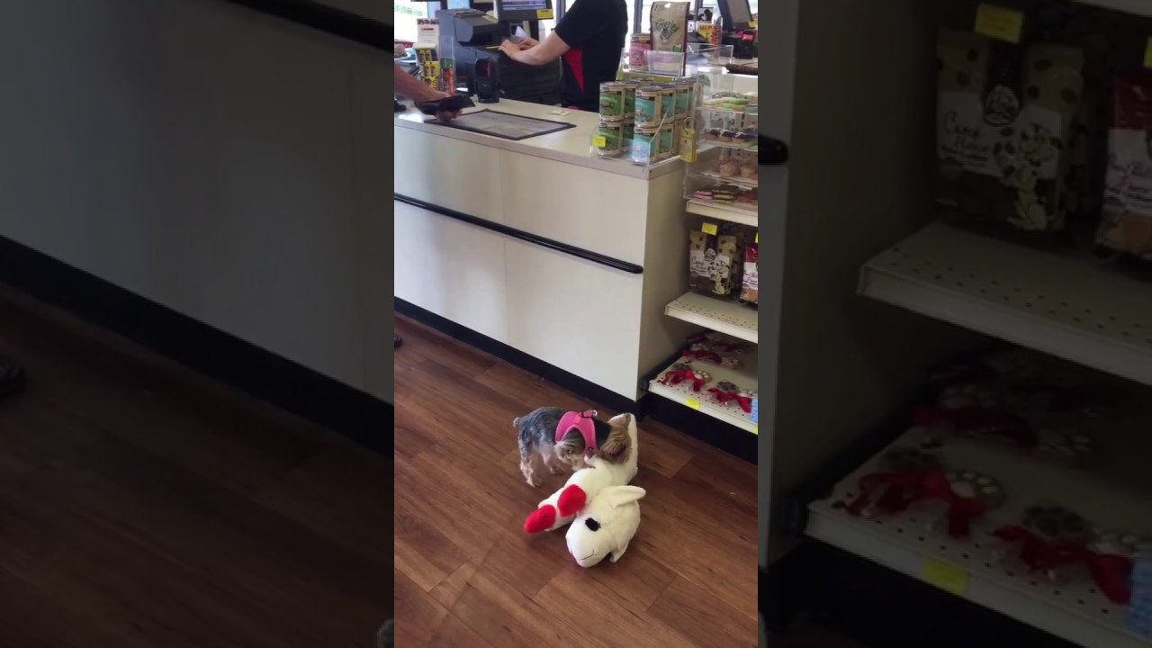 This Dog’s Favorite Thing To Do Is Shopping – For Toys Of Course