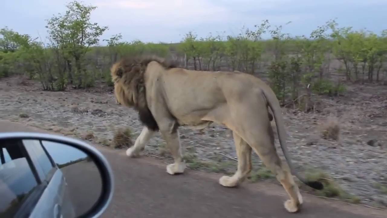 A Beautiful Lion Walking On The Side Of The Road – A Close Encounter