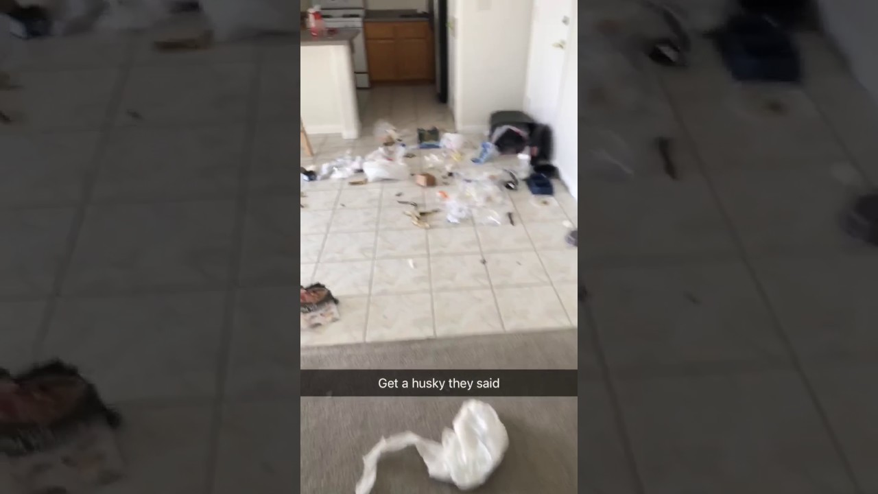 Owner Came Home Just To Find This – Husky Made A Mess