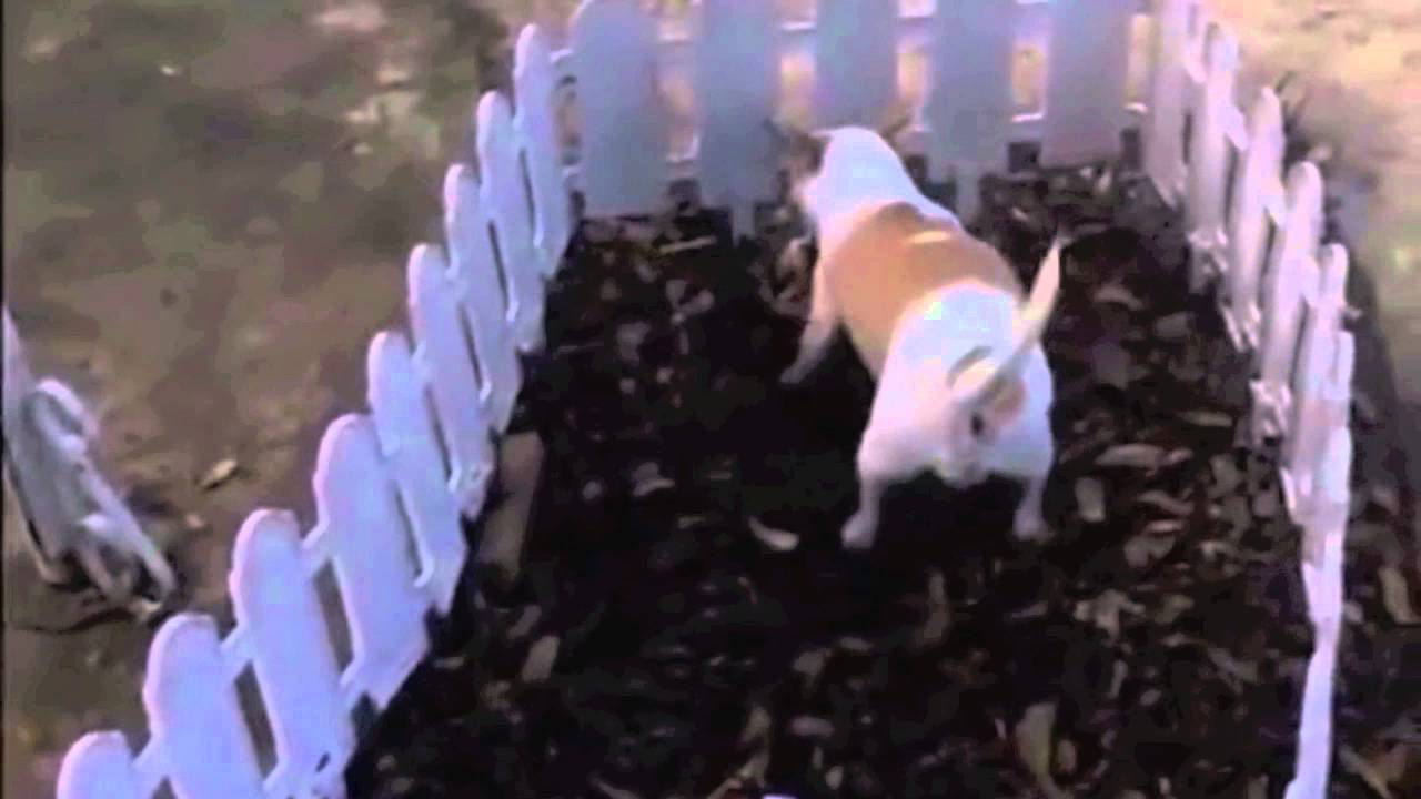 A Chihuahua Buried Her Stillborn Puppy – A Heartbreaking Moment