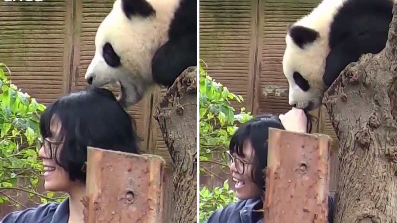 A Panda Decided To Eat A Woman’s Hair While She Was Posing For A Photo – Panda Dislikes Selfies