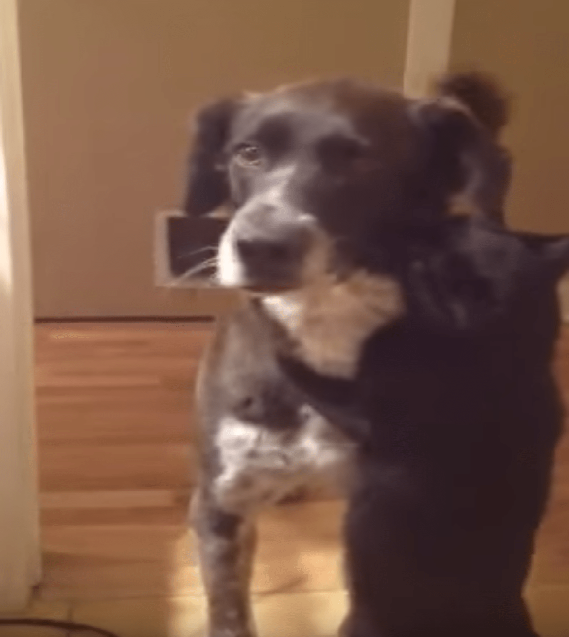 The Cat Misses The Dog After Being Apart From Him – Has An Amazing Reaction After Being Reunited