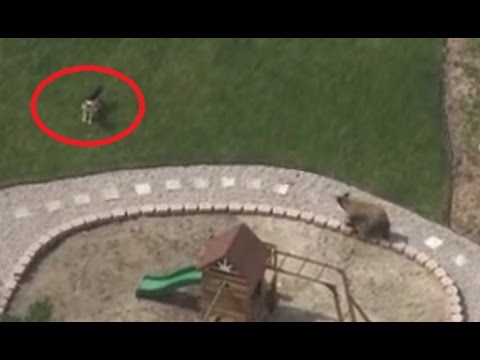 Black Bear Decided To Take A Swim In A Family’s Pool – He Did Not Expect To Confront The Family’s Dog