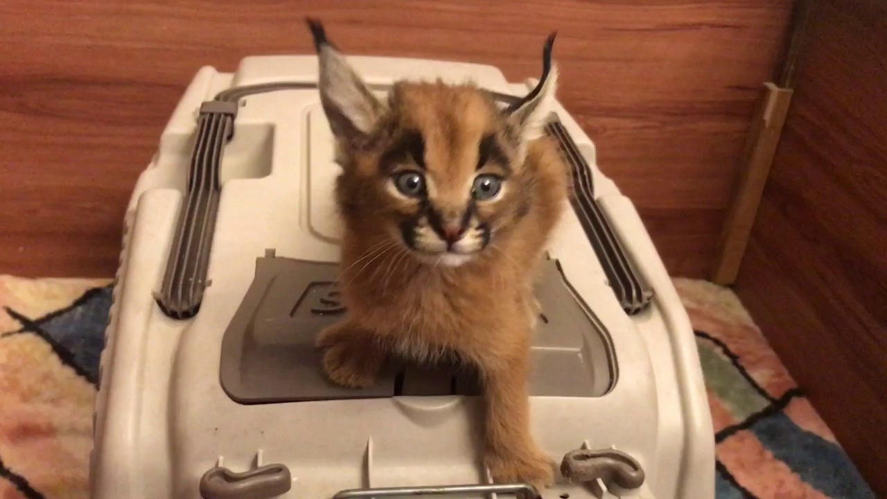 This Adorable Baby Caracal Was Hungry – And To Be Very Clear About That It Started Screaming