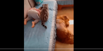 Overprotective cat – This is why Cats are amazing creatures