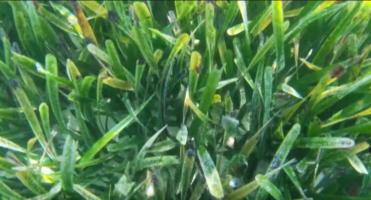 Scientists Have Discovered Largest Known Plant | The Biggest Plant on Earth