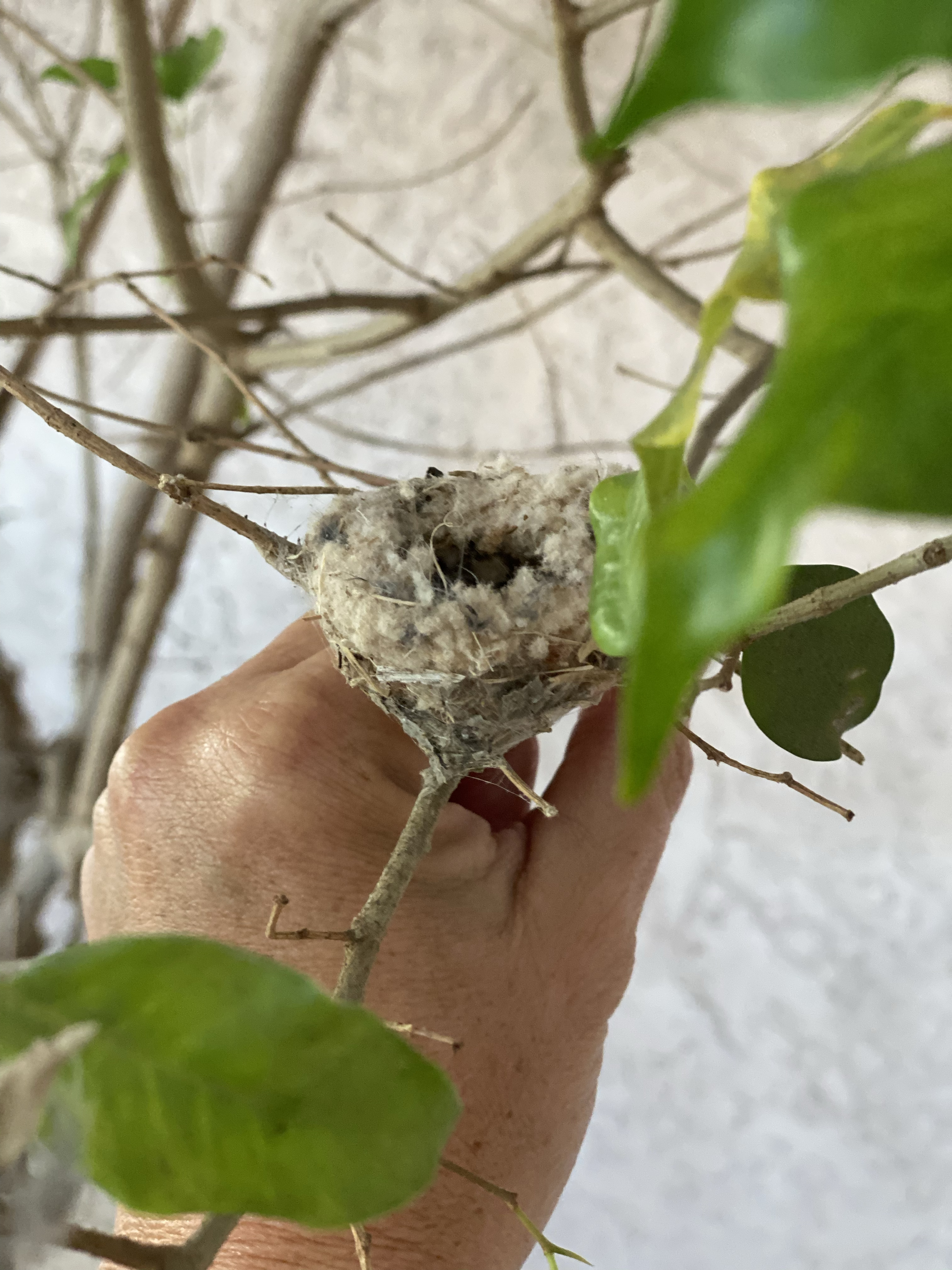 This image has an empty alt attribute; its file name is hummingbird-nest.jpg