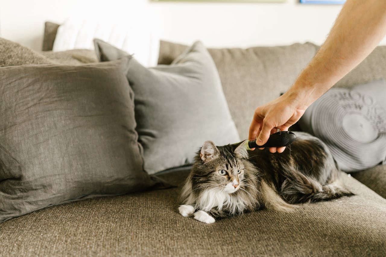 Gray Cat Sitting on the Couch
