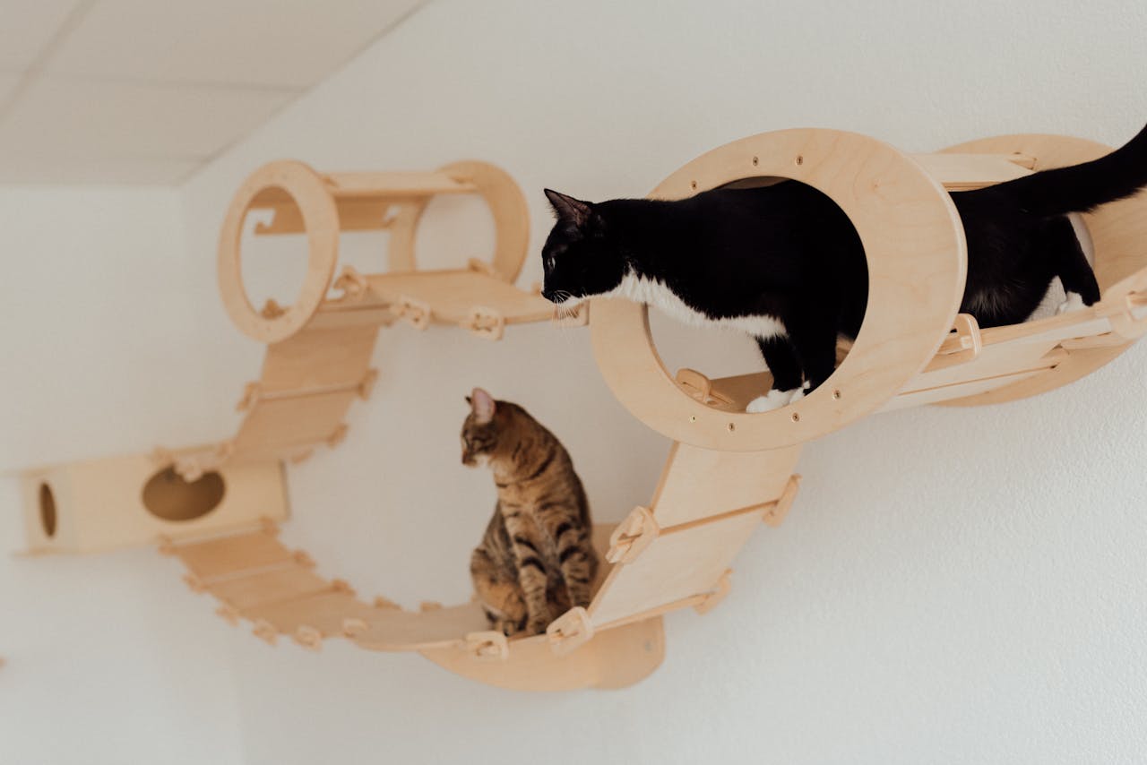 Cats Standing on the Wooden Platform Mounted on the Wall