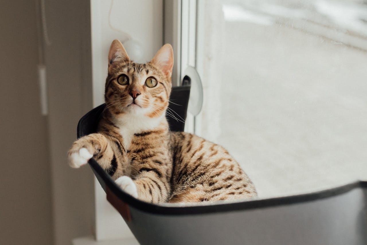 A Brown Tabby Cat on Gray Container