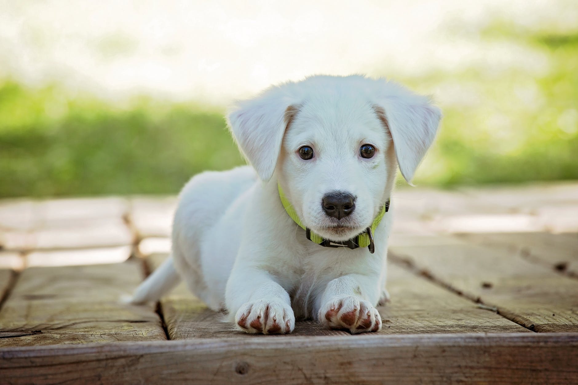 Seguro para mascotas