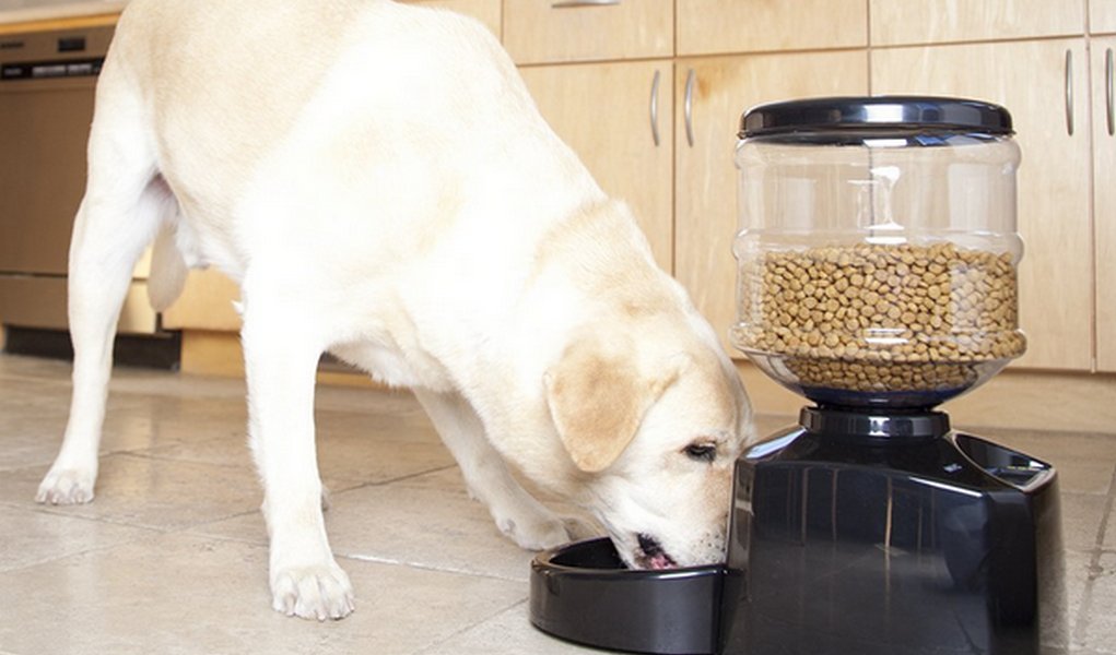 best dog automatic feeder