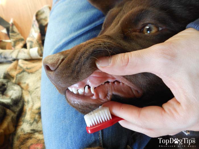 10 best dog toothbrush brands of 2020 (ranked by different types)