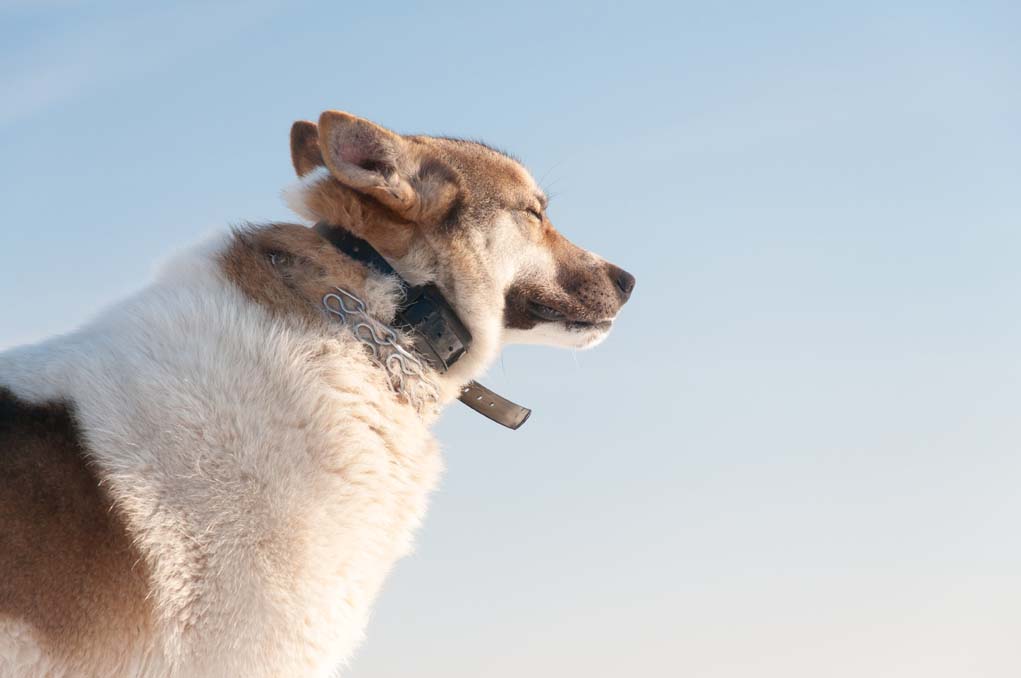 multiple dog training collars