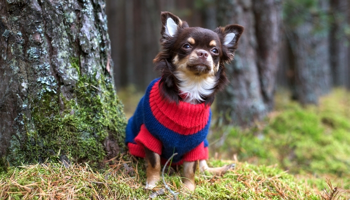 best dog sweaters