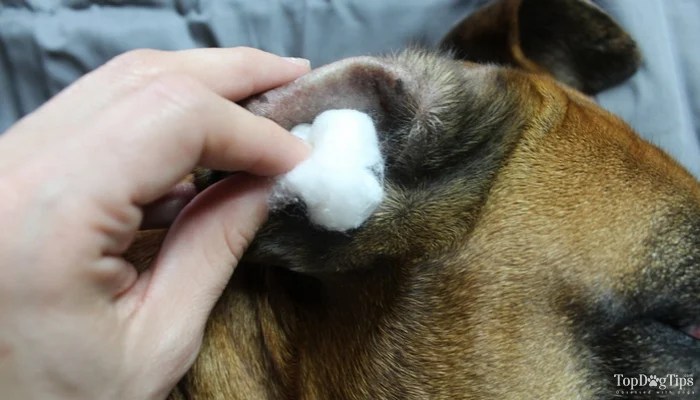 dog ear drying solution