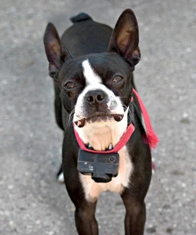 shock collar separation anxiety