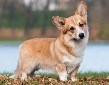 Guide To Keeping Different Dog Breeds At Home | Perropet