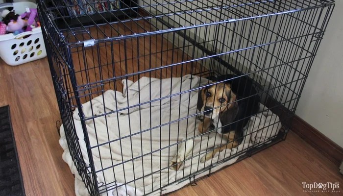 large dog crate dimensions