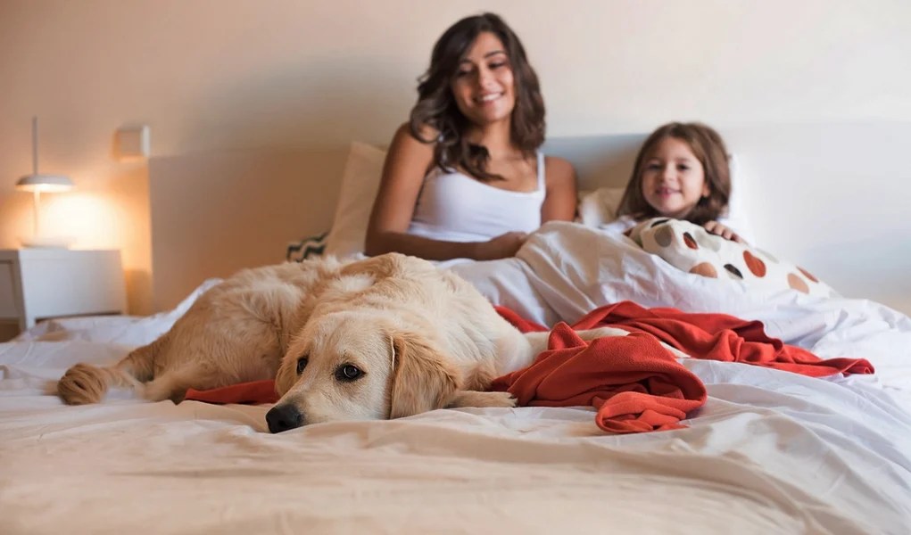 help dog get into car